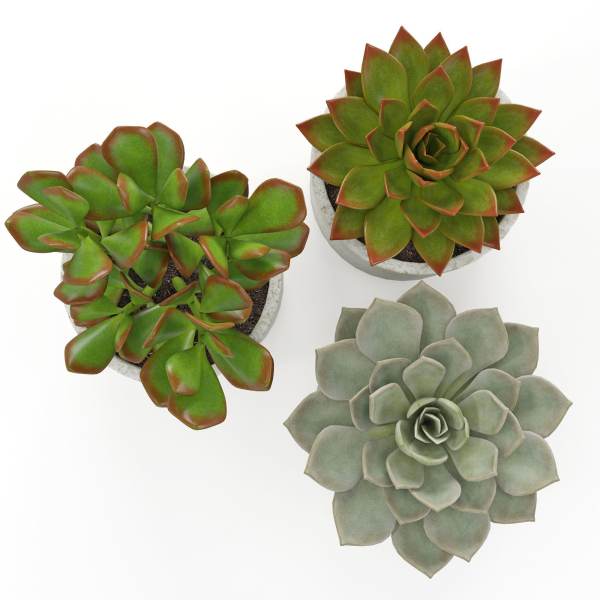 Houseplant 63
