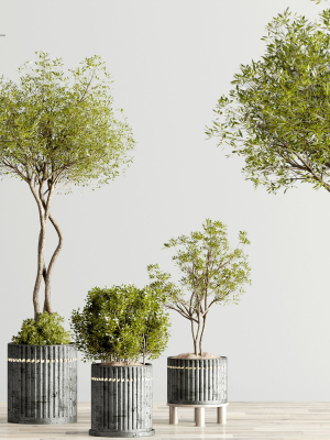 houseplants-indoor-02-3d-model-max-obj