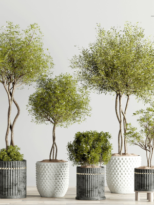 houseplants-indoor-02 five potted plants on wooden table