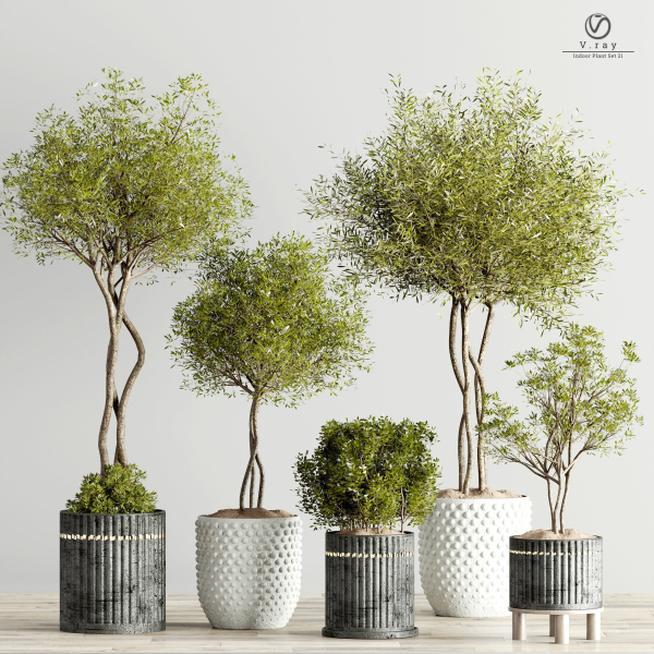 houseplants-indoor-02 five potted plants on wooden table