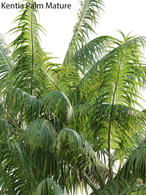 howea-forsteriana-mature-kentia-palm-mature-02-3d-model