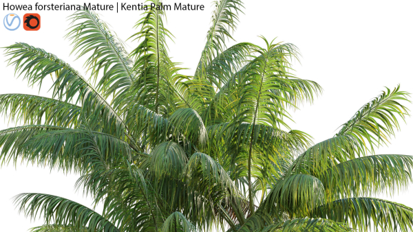 Howea forsteriana Mature - Kentia Palm Mature - 02