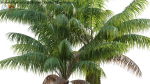 Howea forsteriana Mature - Kentia Palm Mature - 02