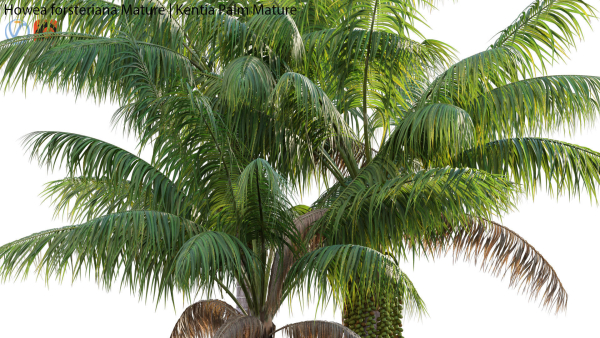 Howea forsteriana Mature - Kentia Palm Mature - 02