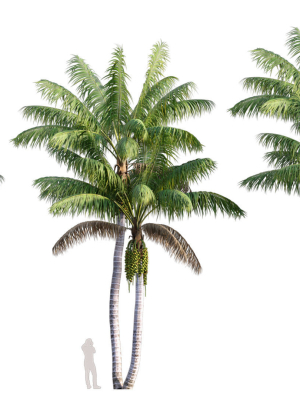 Howea forsteriana Mature - Kentia Palm Mature - 02