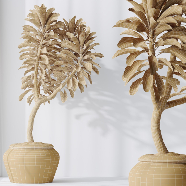 HQ HousePlants Euphorbia Drupifera Sunshine Agaveville Set02