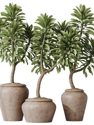 hq-houseplants-euphorbia-drupifera-sunshine-agaveville-set02-3d-model-66633edaad