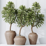 HQ HousePlants Euphorbia Drupifera Sunshine Agaveville Set02