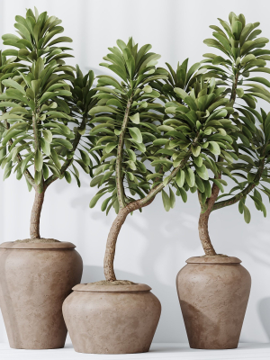 HQ HousePlants Euphorbia Drupifera Sunshine Agaveville Set02