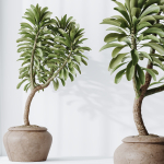 HQ HousePlants Euphorbia Drupifera Sunshine Agaveville Set02