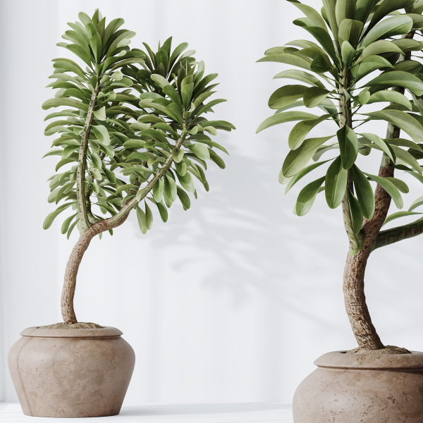 HQ HousePlants Euphorbia Drupifera Sunshine Agaveville Set02