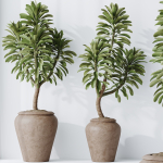 HQ HousePlants Euphorbia Drupifera Sunshine Agaveville Set02