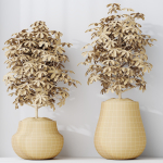 HQ HousePlants Schefflera Arboricola Umbrella Set03