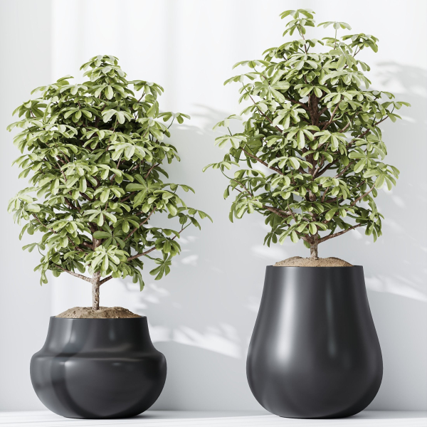 HQ HousePlants Schefflera Arboricola Umbrella Set03