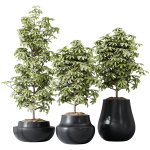 HQ HousePlants Schefflera Arboricola Umbrella Set03