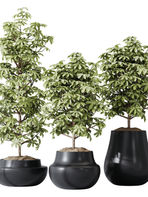 hq-houseplants-schefflera-arboricola-umbrella-set03-3d-model-79fcaf056d