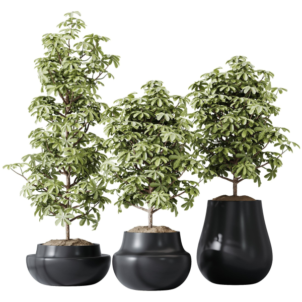 HQ HousePlants Schefflera Arboricola Umbrella Set03