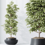 HQ HousePlants Schefflera Arboricola Umbrella Set03