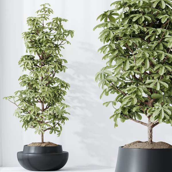 HQ HousePlants Schefflera Arboricola Umbrella Set03