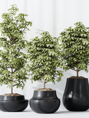 HQ HousePlants Schefflera Arboricola Umbrella Set03