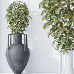 HQ HousePlants Schefflera Arboricola Umbrella Set04