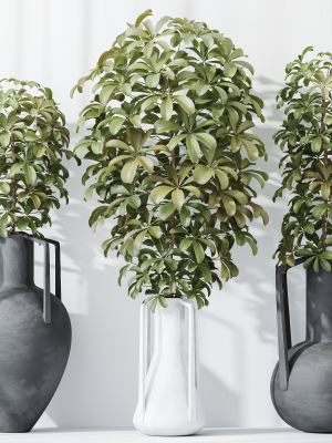 HQ HousePlants Schefflera Arboricola Umbrella Set04