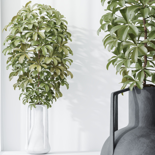 HQ HousePlants Schefflera Arboricola Umbrella Set04