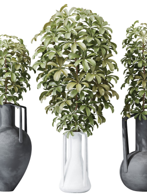 hq-houseplants-schefflera-arboricola-umbrella-set04-3d-model-e7e1fe8758