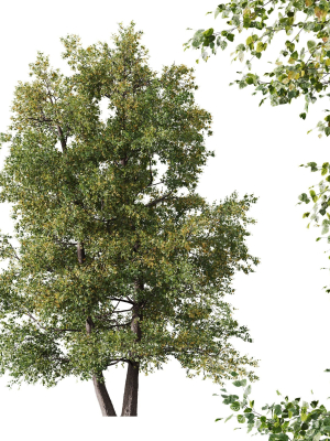 HQ Plants Alnus glutinosa