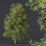 HQ Plants Alnus glutinosa