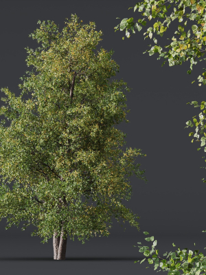 hq-plants-alnus-glutinosa-3d-model-536c2389bd