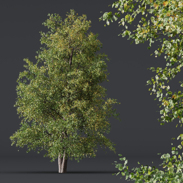 HQ Plants Alnus glutinosa