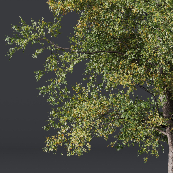 HQ Plants Alnus glutinosa