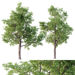 HQ Plants Ash Tree