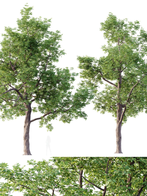 HQ Plants Ash Tree