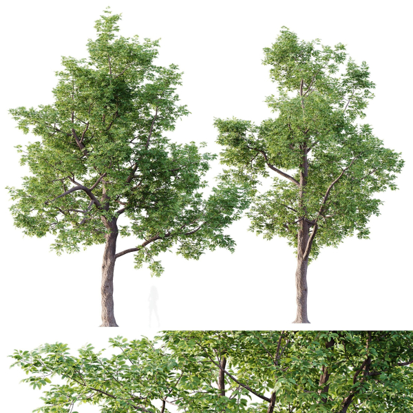 HQ Plants Ash Tree