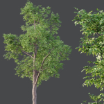 HQ Plants Ash Tree