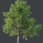 HQ Plants Ash Tree