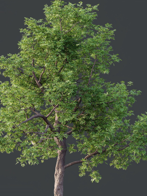 hq-plants-ash-tree-3d-model-95bb12ff4a