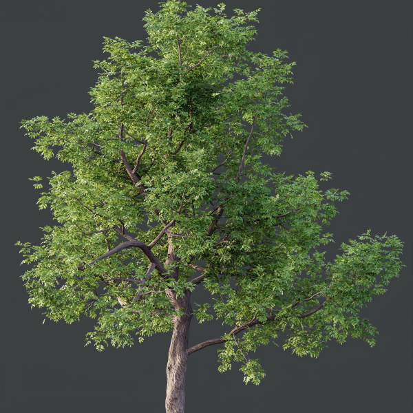 HQ Plants Ash Tree