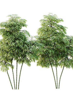 HQ Plants Bamboo Bambusoideae Tree