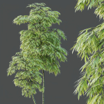 HQ Plants Bamboo Bambusoideae Tree