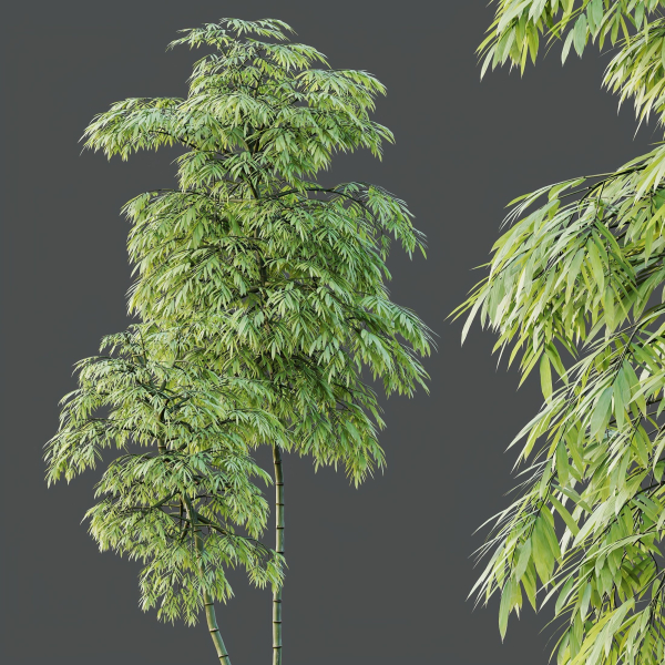 HQ Plants Bamboo Bambusoideae Tree
