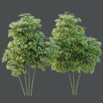 HQ Plants Bamboo Bambusoideae Tree