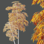 HQ Plants Bamboo Bambusoideae Tree