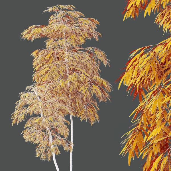 HQ Plants Bamboo Bambusoideae Tree