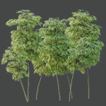 HQ Plants Bamboo Bambusoideae Tree