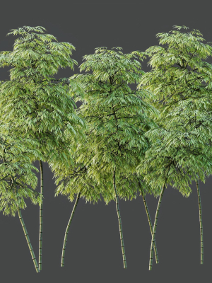 hq-plants-bamboo-bambusoideae-tree-3d-model-ecdeeb2c37