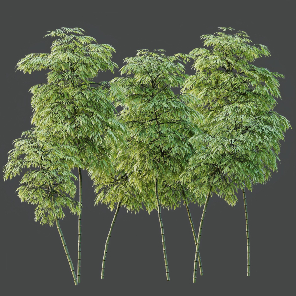 HQ Plants Bamboo Bambusoideae Tree