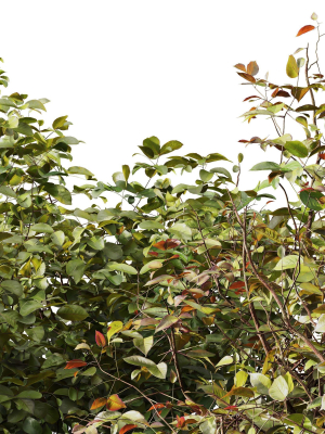 hq-plants-cornus-sanguinea-3d-model-4c3f3b255a